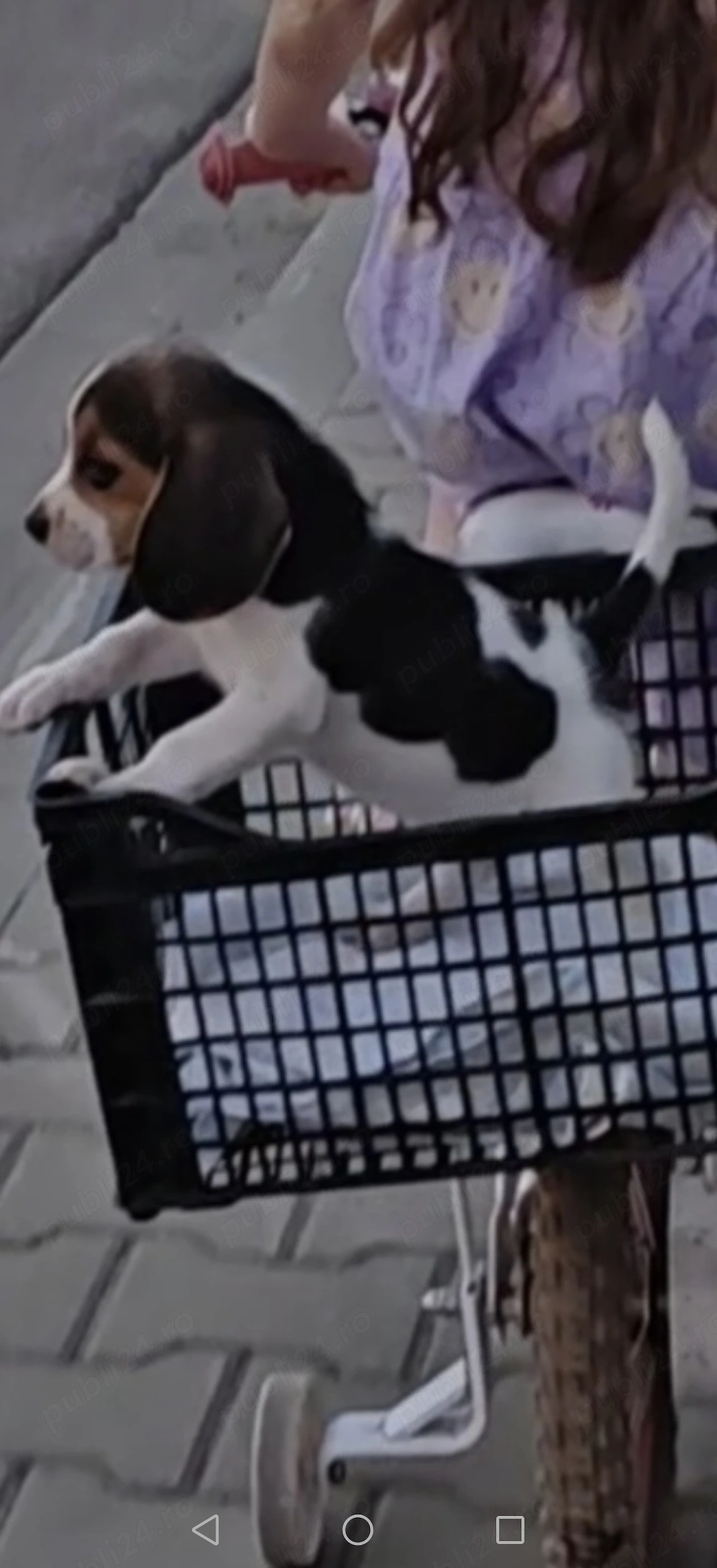 Cățel beagle caut stăpân iubitor 
