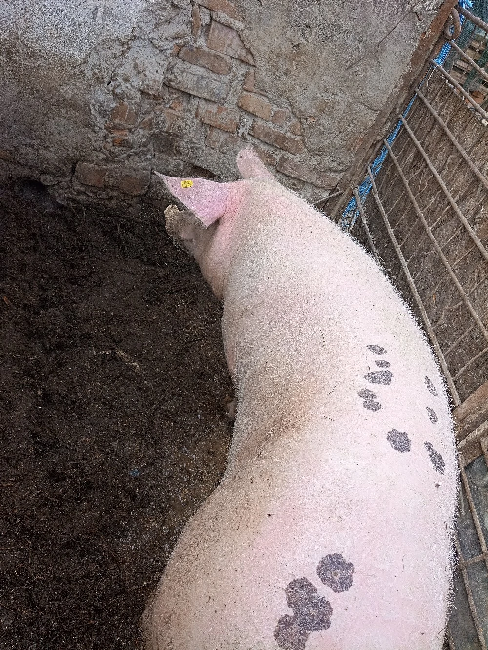 Porc 220 kg
