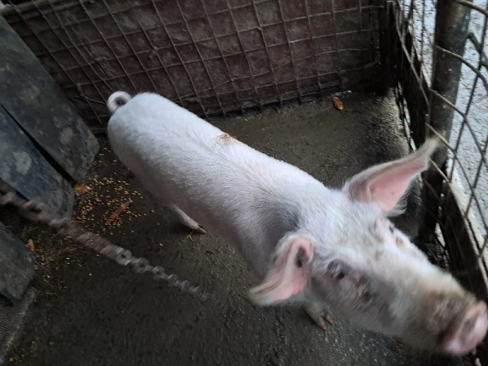 porc de vânzare 