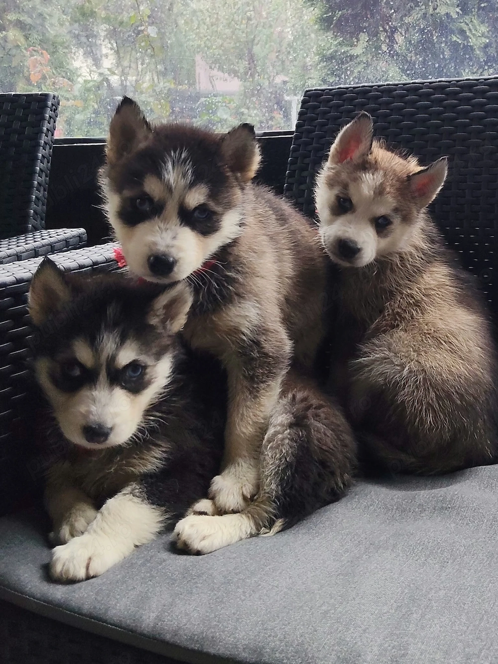 Pui husky siberian rasa pura 