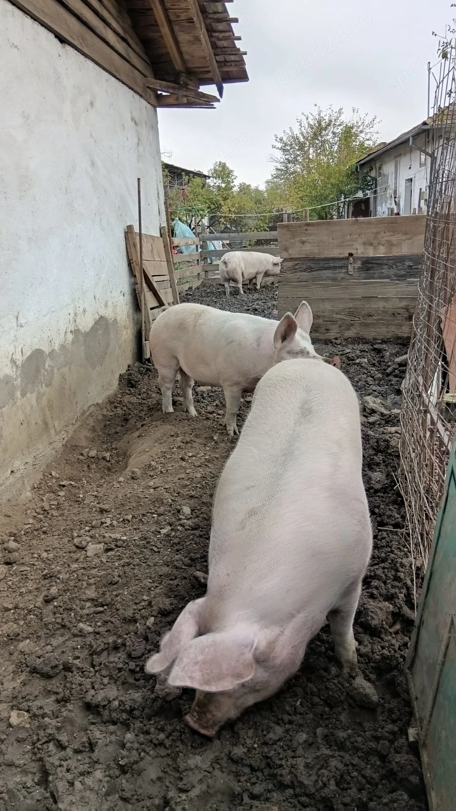 Porci de vânzare!!