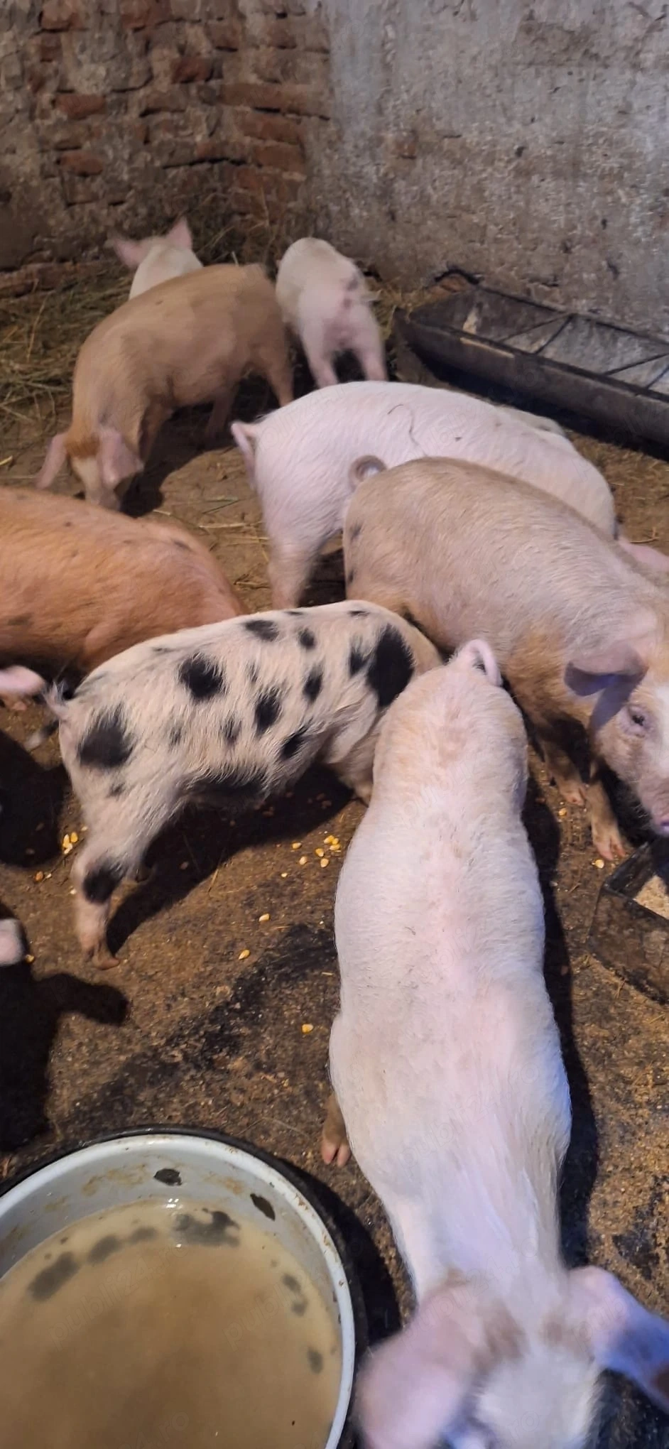 Purcei duroc cu petrean ! 