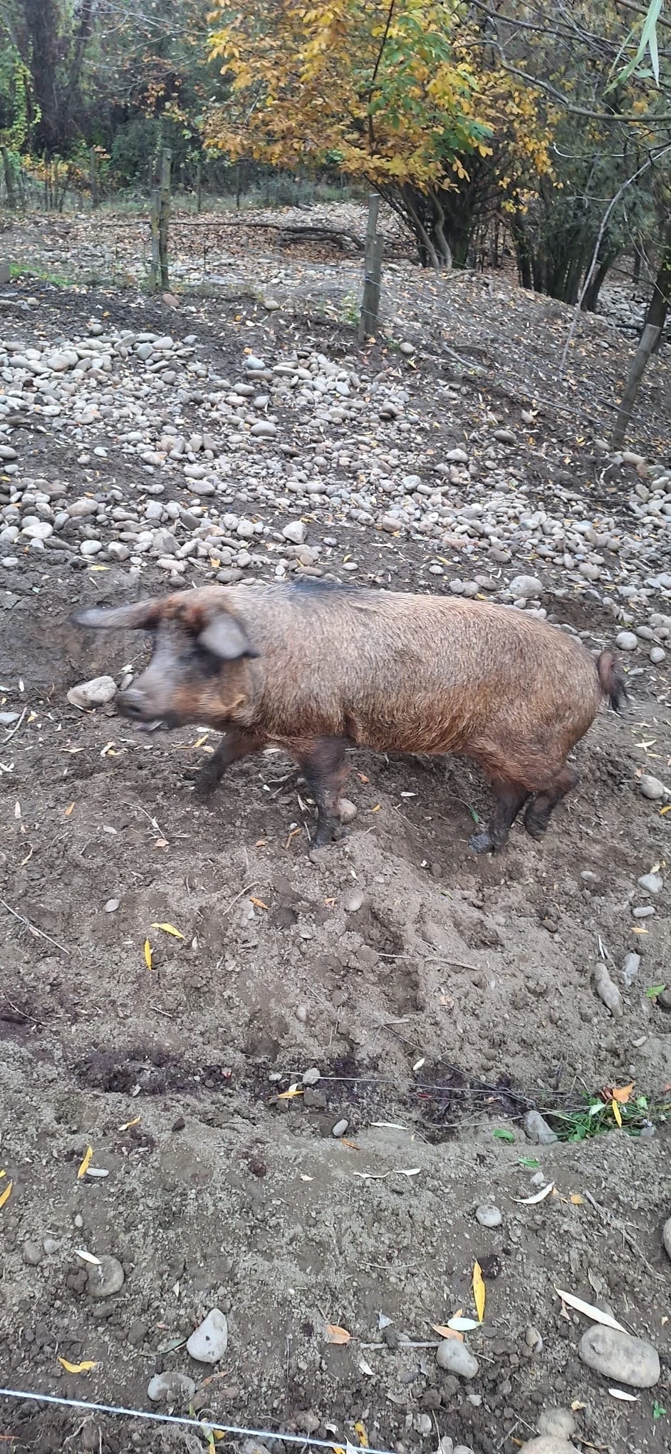 Porc duroc de vanzare ! 