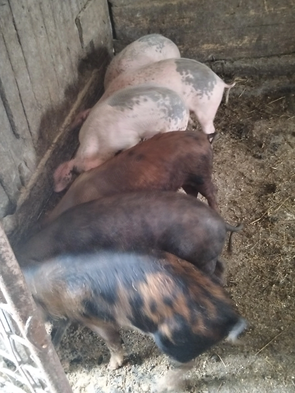 Soldani de 3O-40.kg