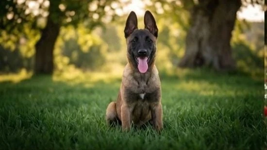 Super Oferta Ciobanesc Belgian Malinois, fetita, la un pret modest