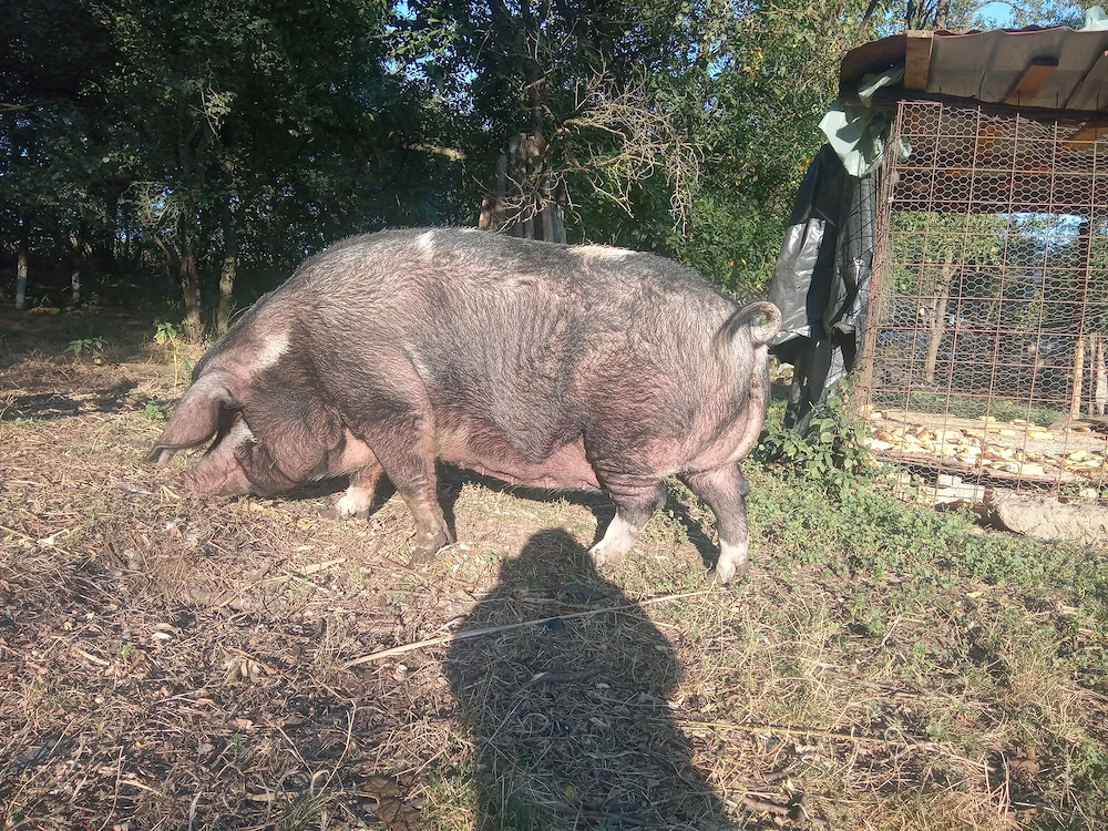 De vînzare porci mari crescuți cu porumb ,au peste 300de kg ,prețul este 10 lei negociabil la telefo