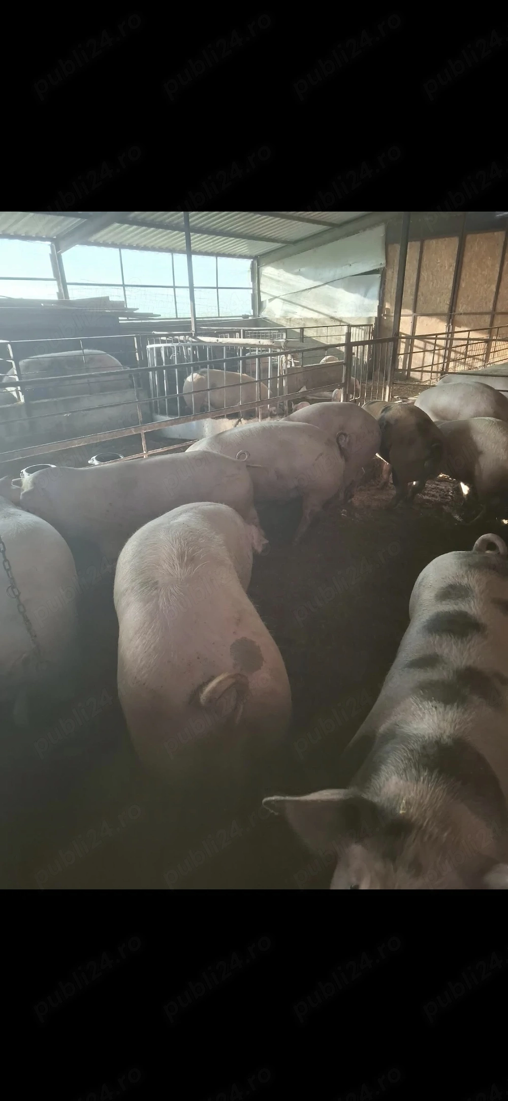 Porci crescuți bio 