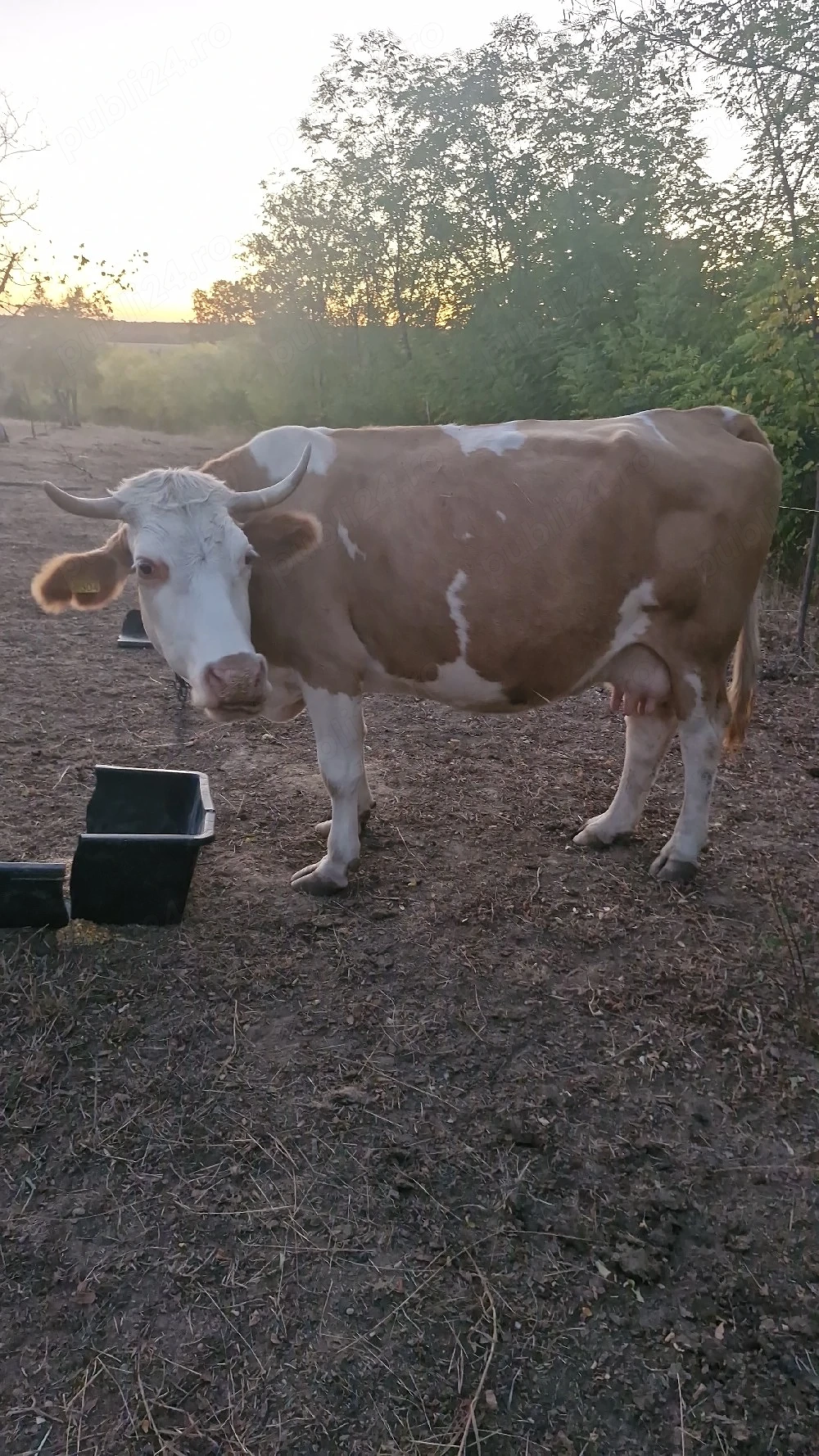 vaca de vânzare 