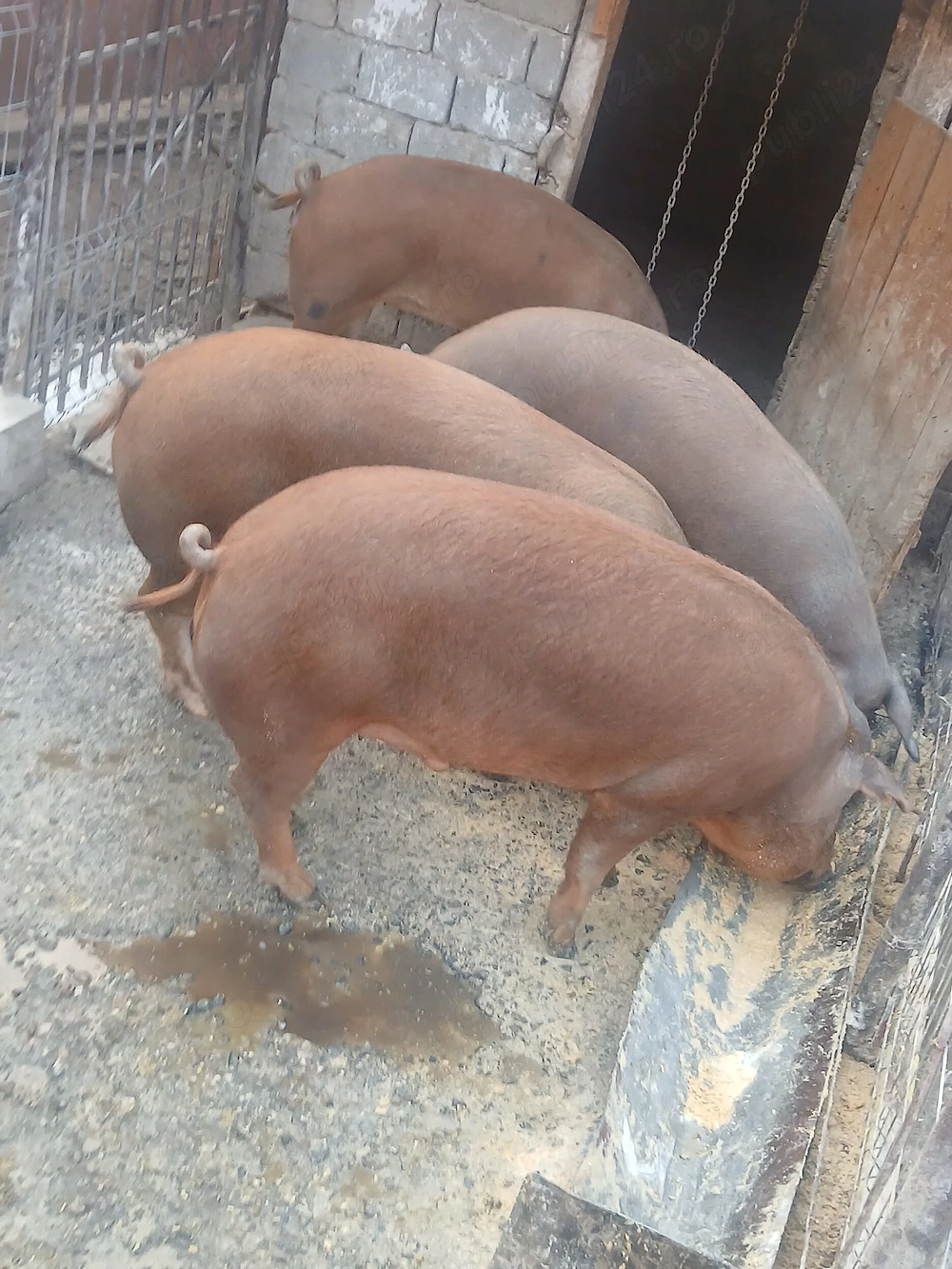 De vânzare porci!