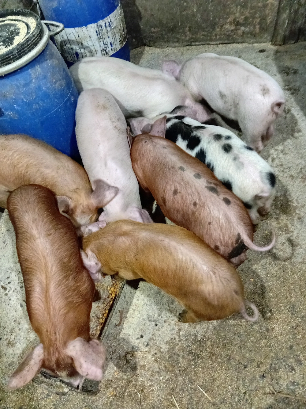 Purcei de 7 saptamani