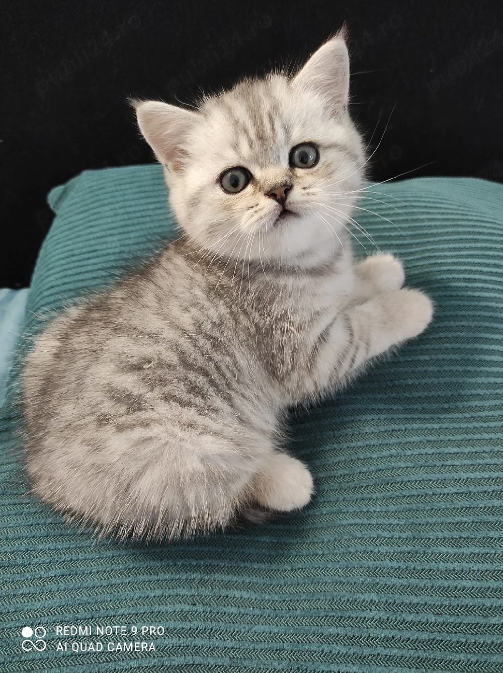 vand pui british Shorthair 