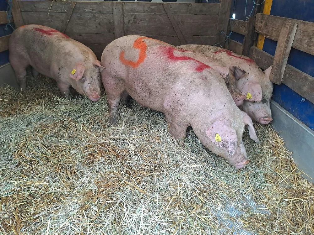 vând porci grași 