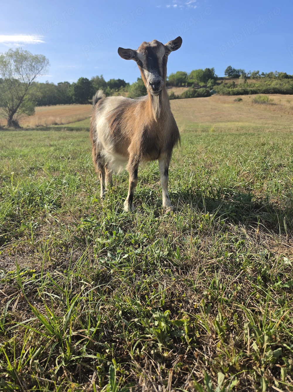 Capra gestanta de vanzare,carpatina