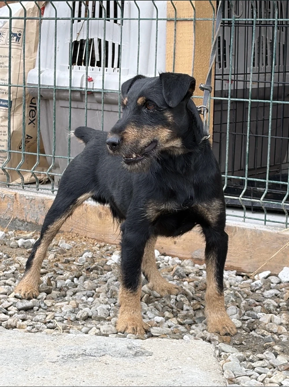 vand Jagd Terrier sau schimb pe femela