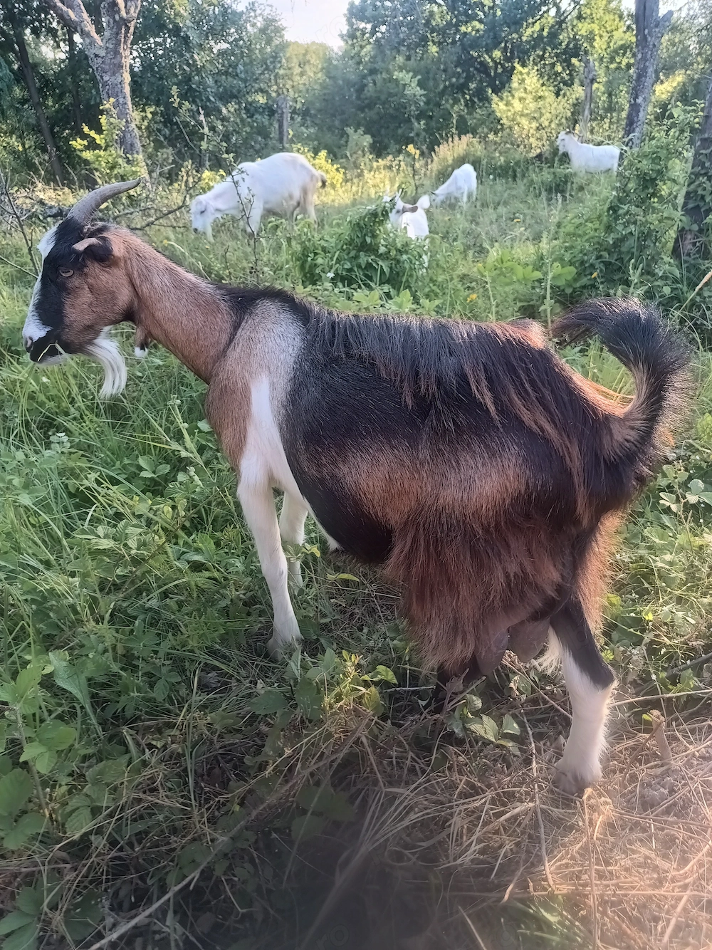 Capra gestanta de vanzare,metis saanen cu alpin francez