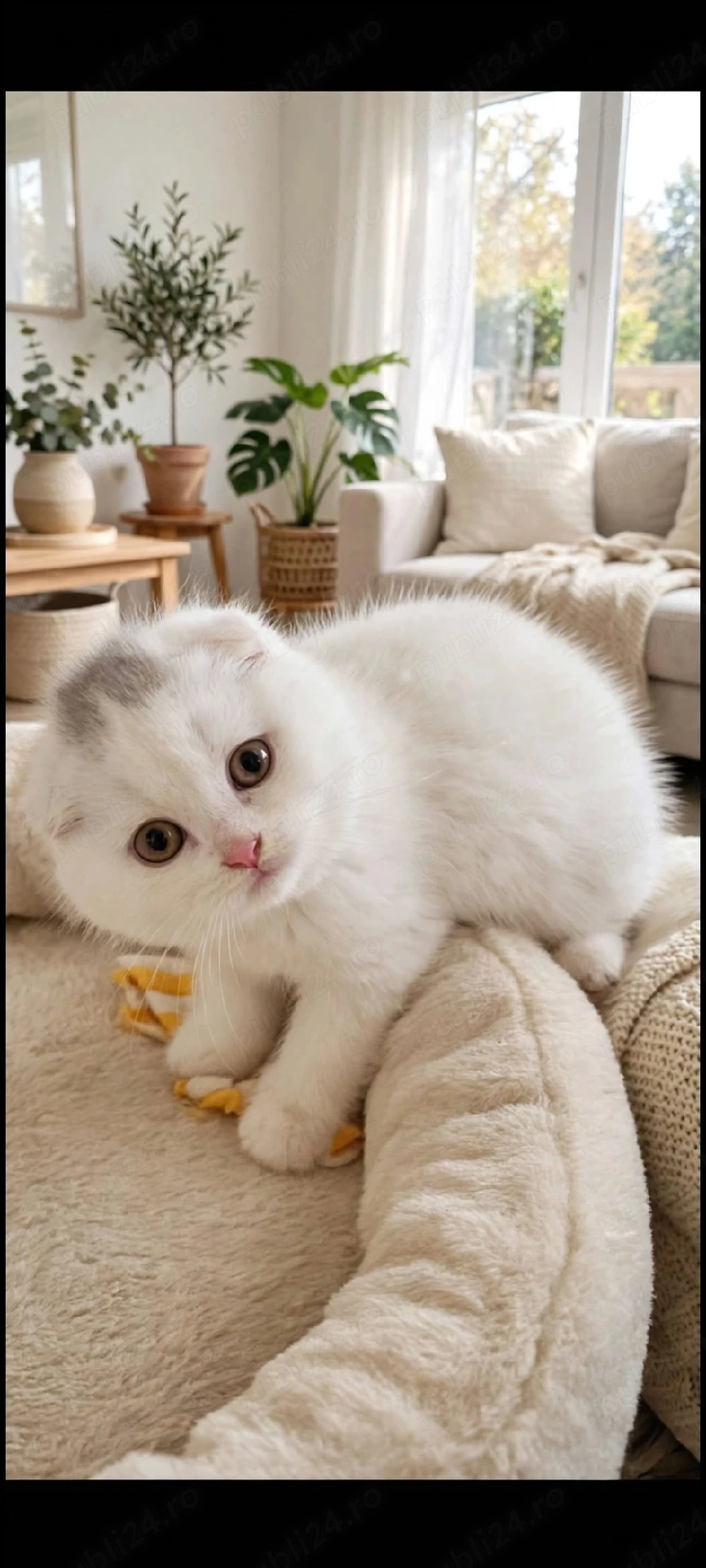 scottish fold alb!!!