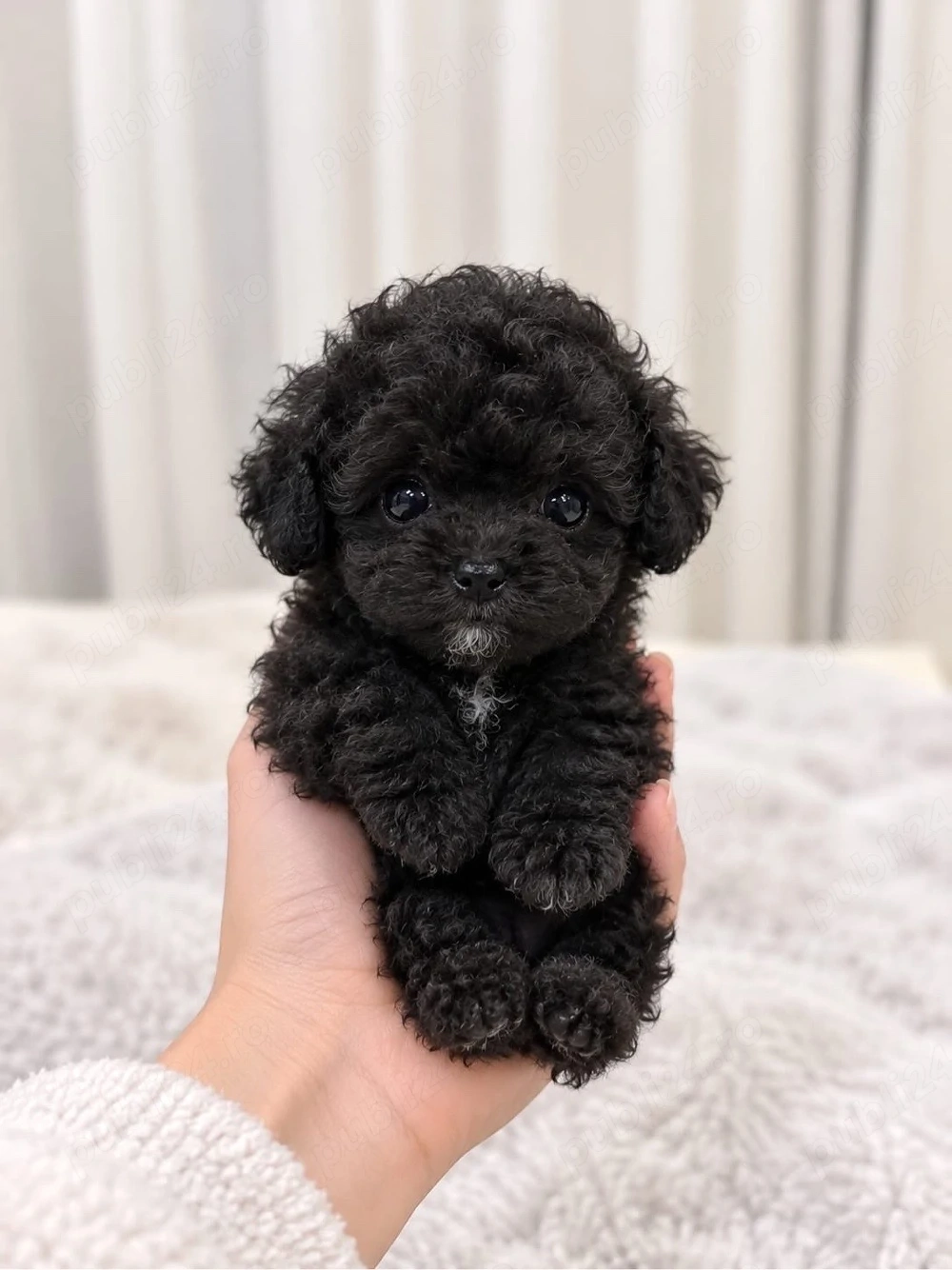 caniche poodle negru mini toy