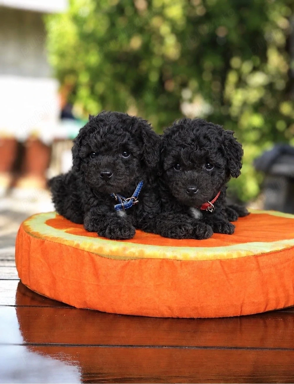 caniche poodle negru mini toy