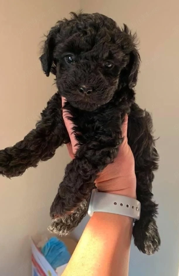 pudel negru mini toy Exemplar