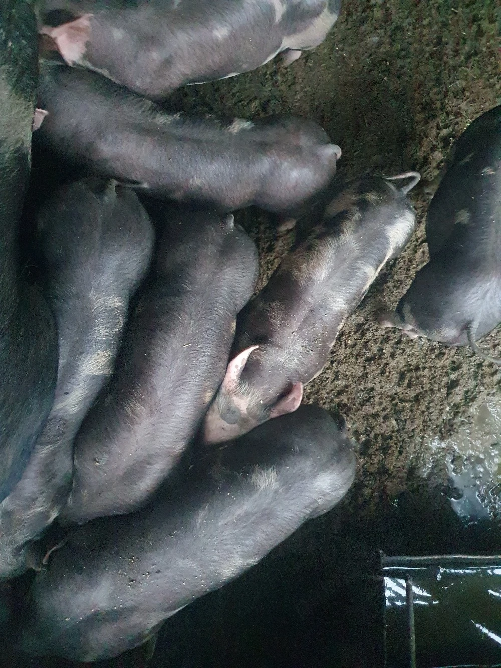 purcei taranesti rasa f buna