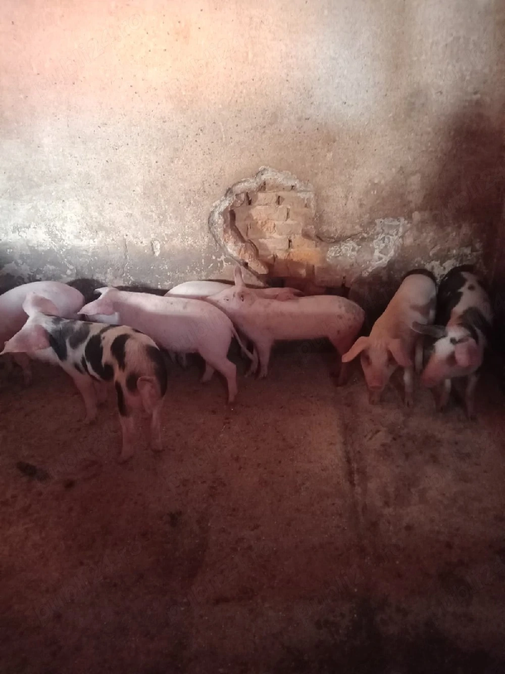 purcei de vanzare