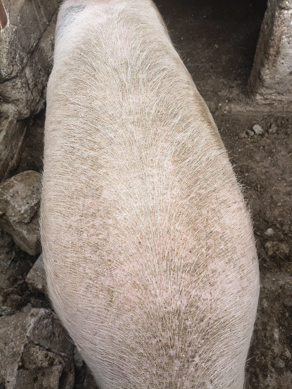 Porci mari, fătați și crescuți în gospodărie. 400 kg -300 kg. Mai sunt disponibili doar trei. 