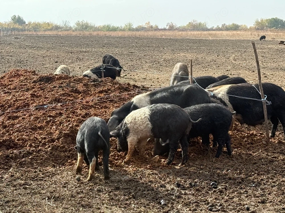Vând porci Mangalița metis Bazna   crescuți în aer liber   Jebel, Timiș