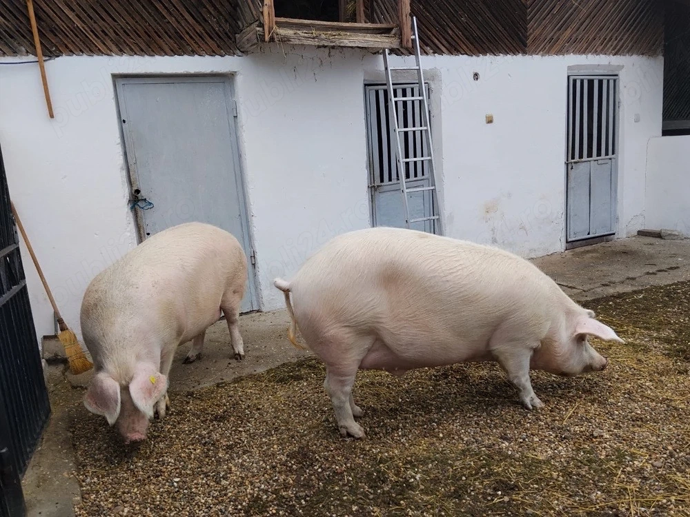 Porci BIO de vânzare !