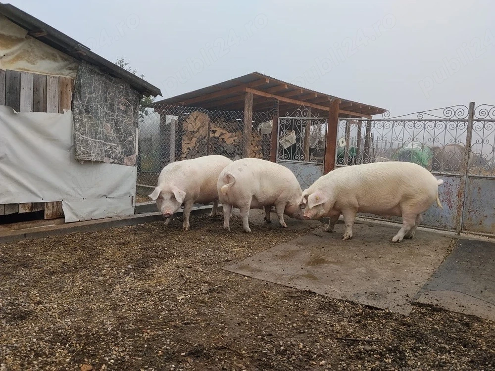 Porci de vanzare!
