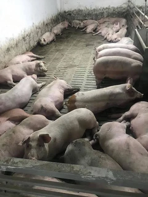 Porci de carne