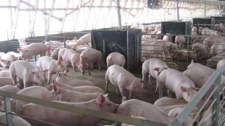 Porci de carne 
