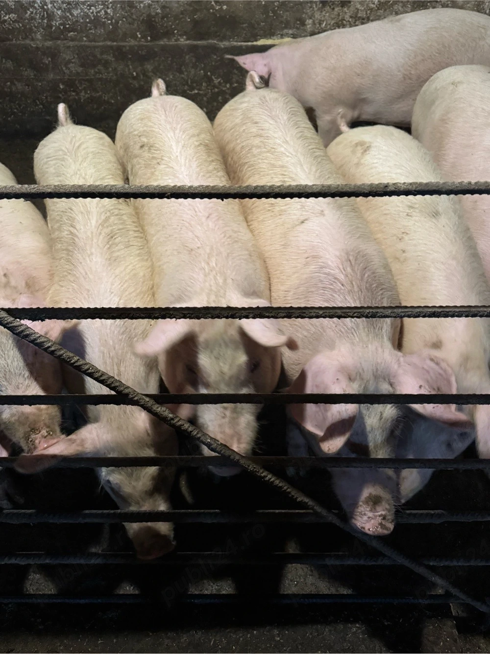 Porci 70-100 de kg  