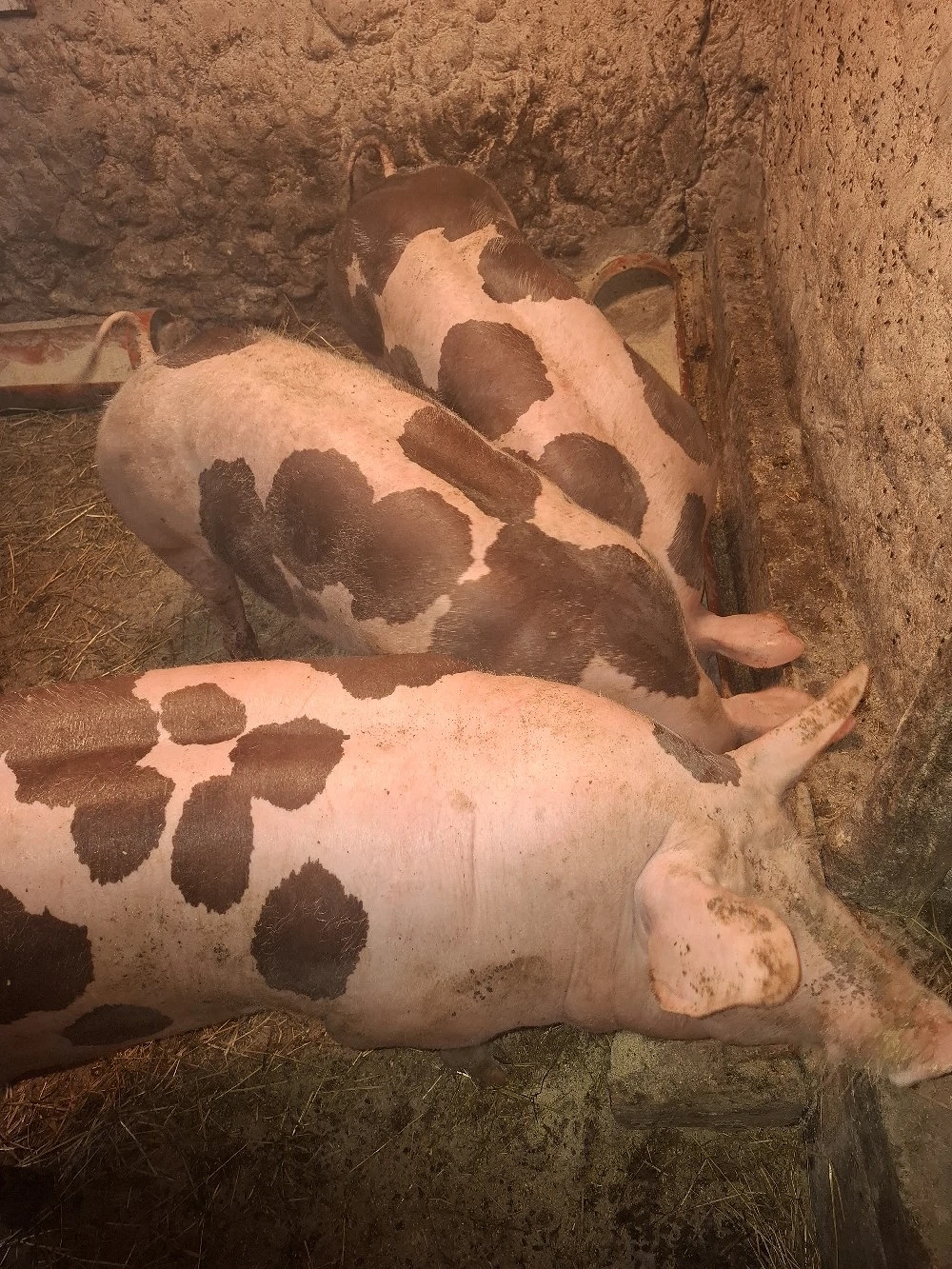 Porci Petran Belgian 