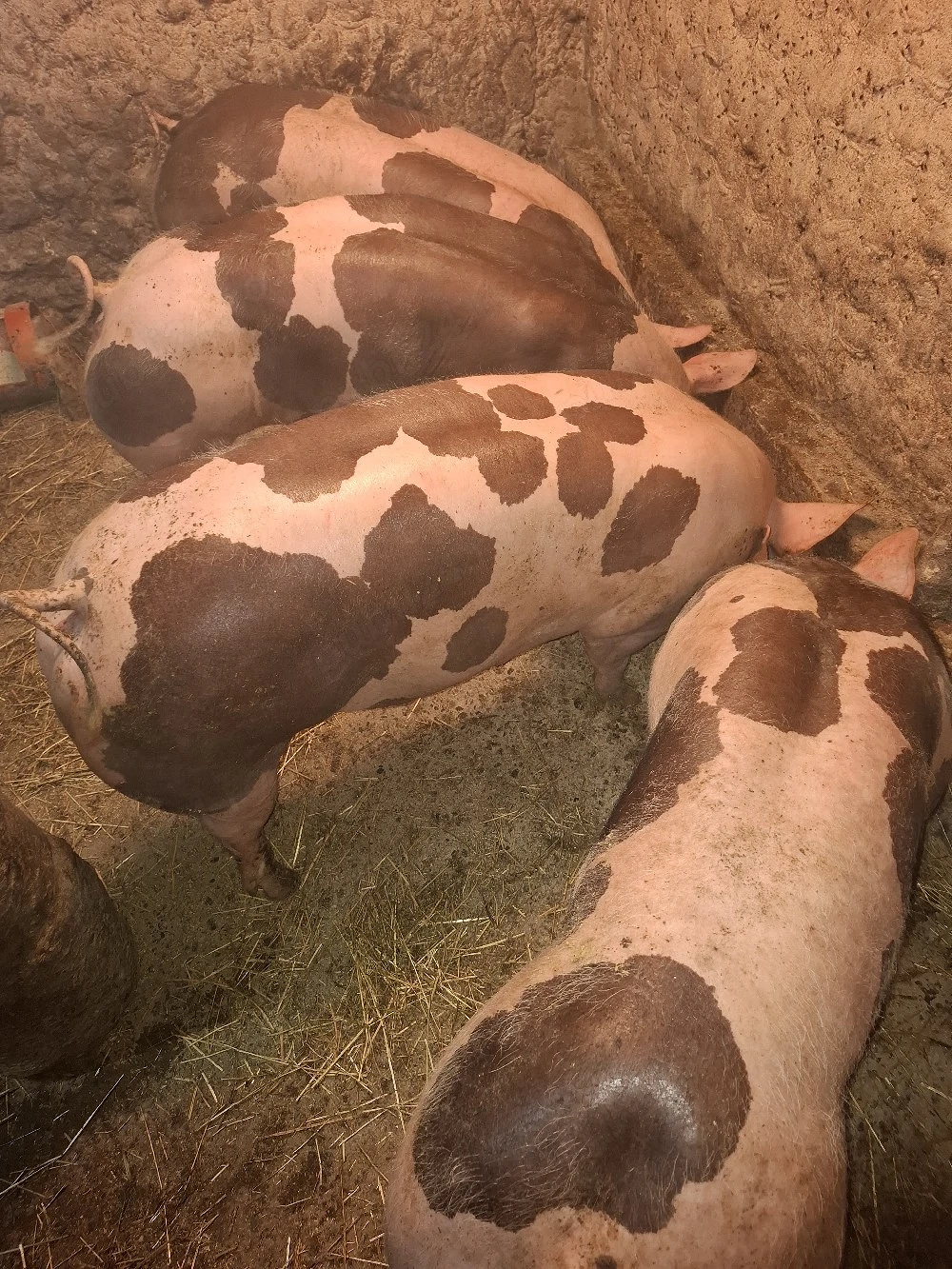 Porci pentru sarbatori 