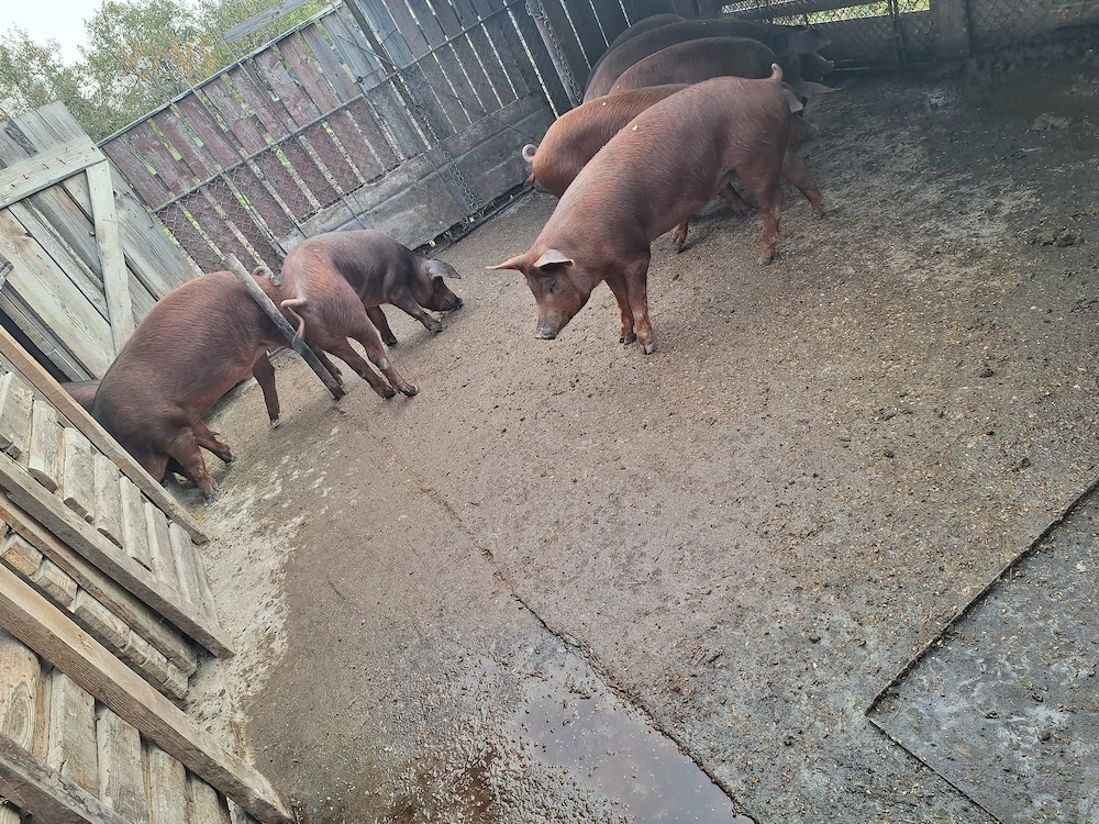 Vand porci duroc 