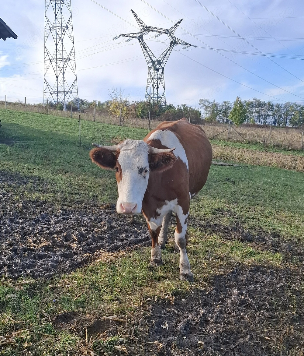 Vaca tanara de vanzare