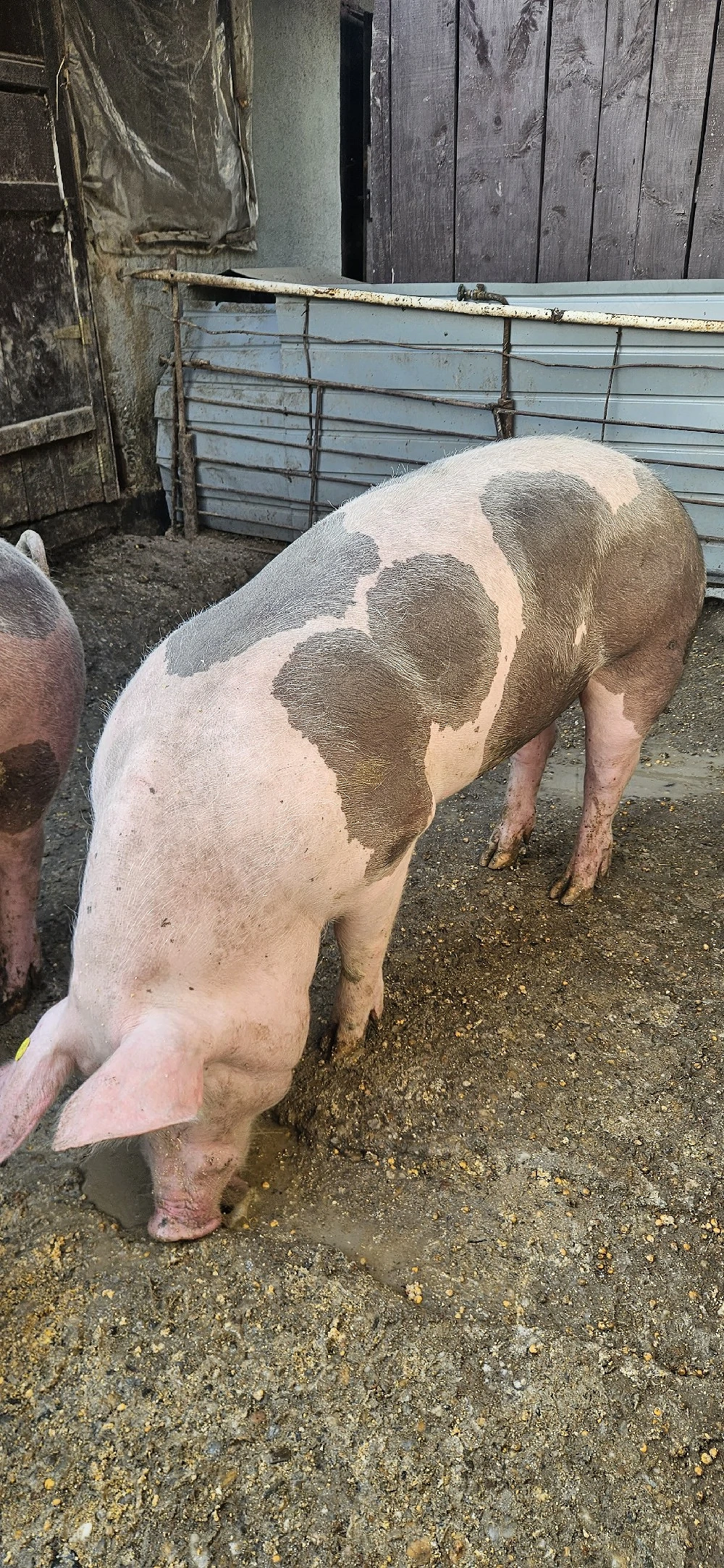 Porci de vânzare, greutate 150-200 kg 