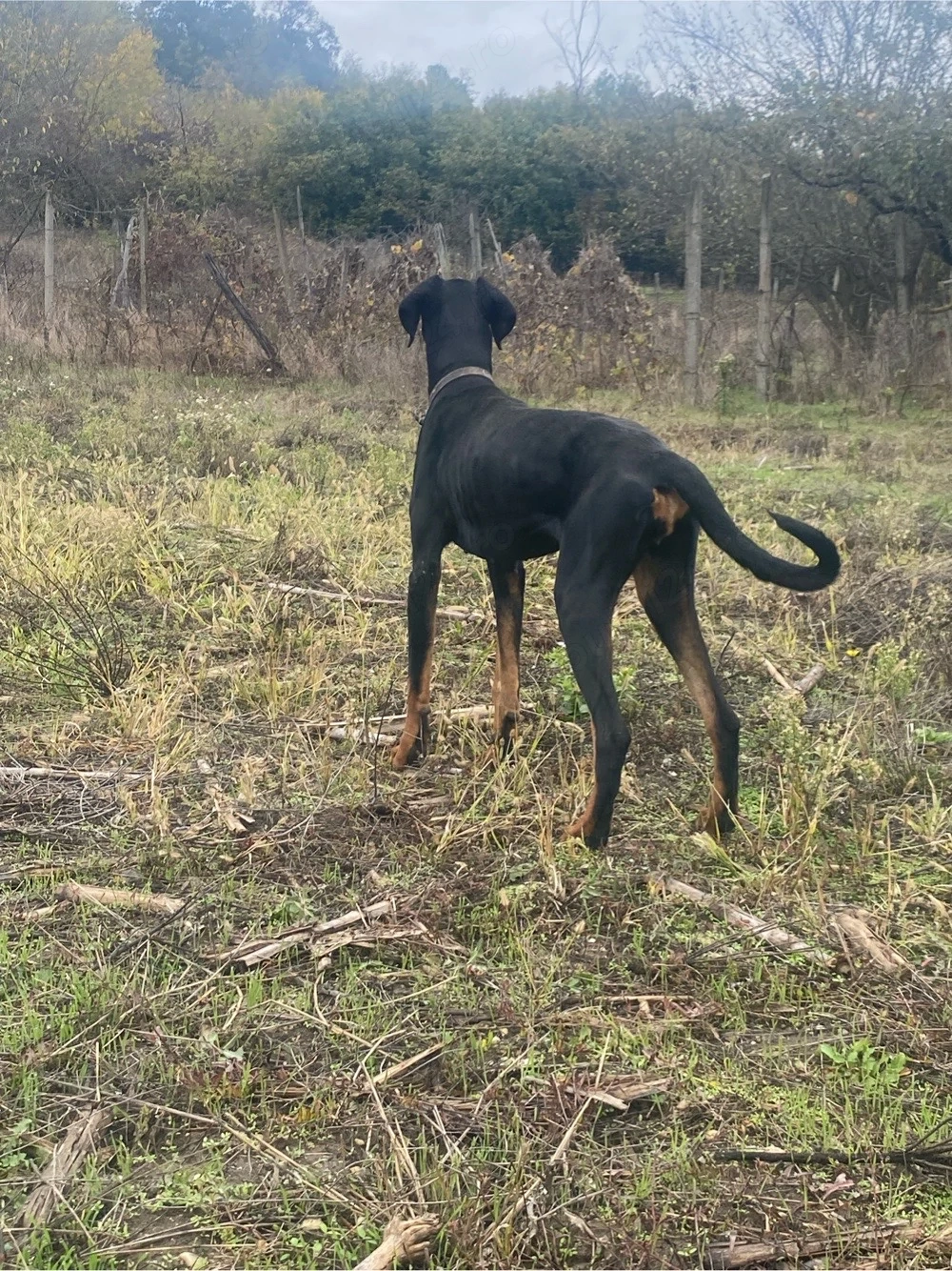 vand sau schimb doberman 