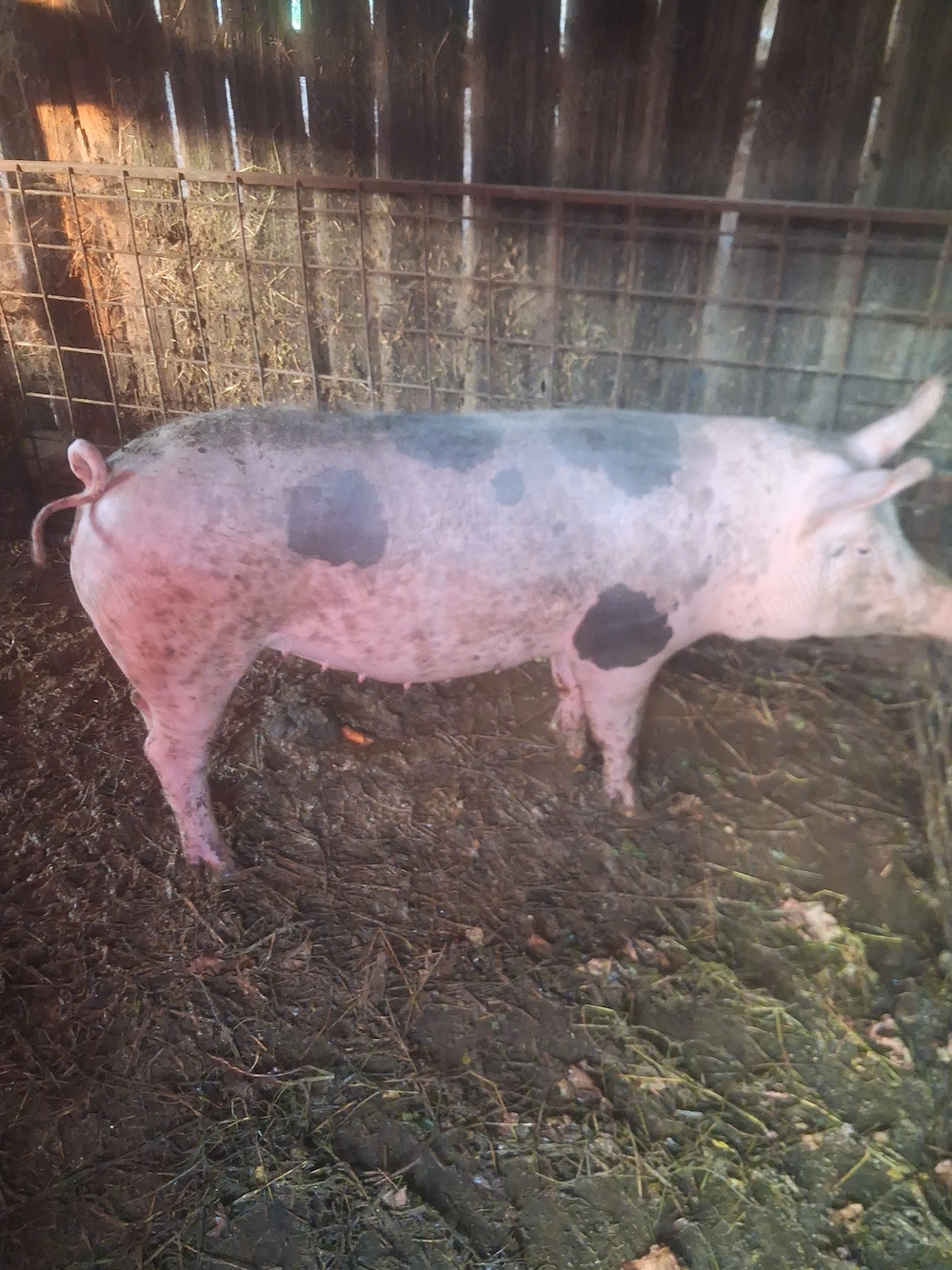 Porci de vanzare 