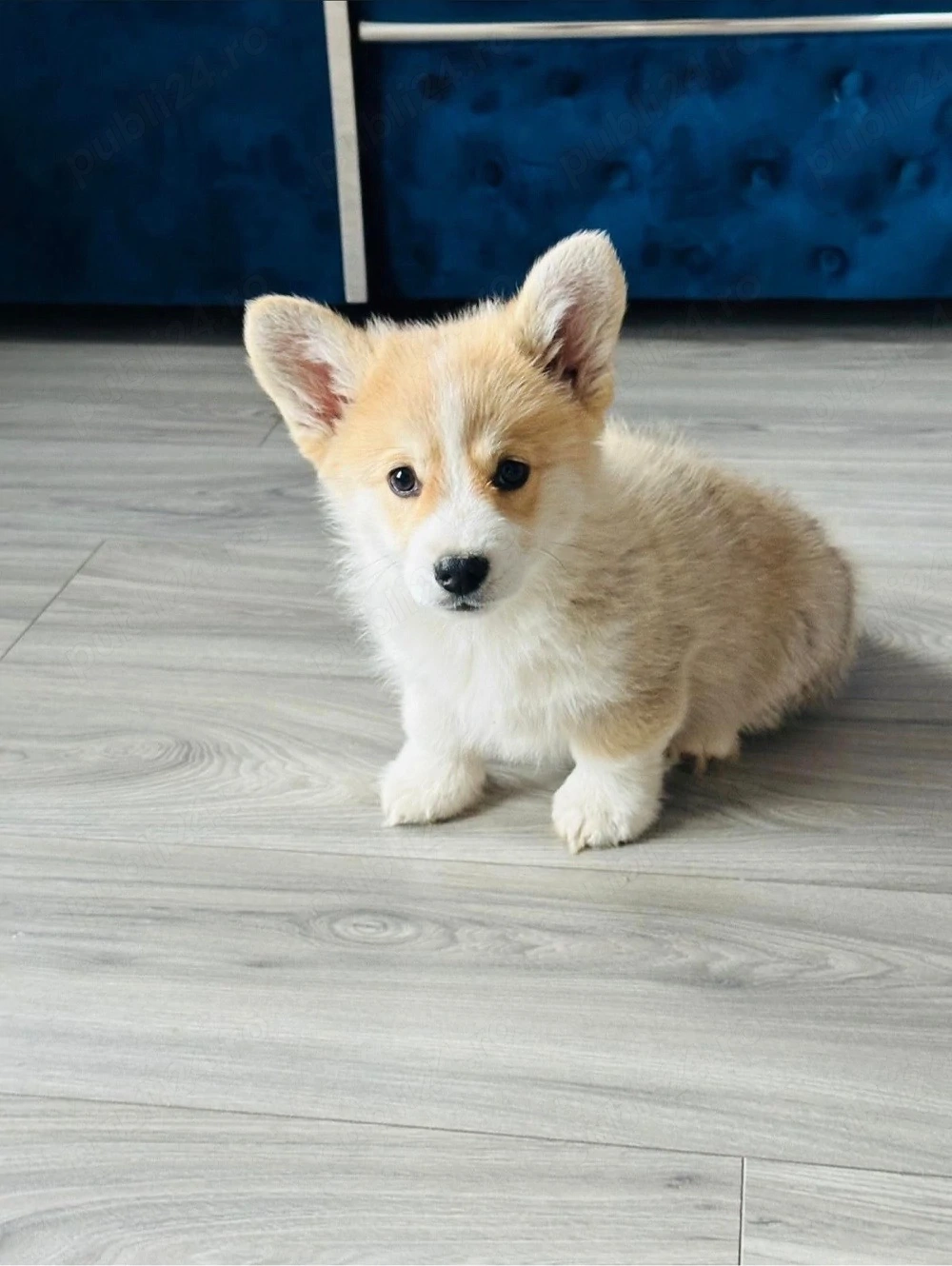 Corgi Pembroken