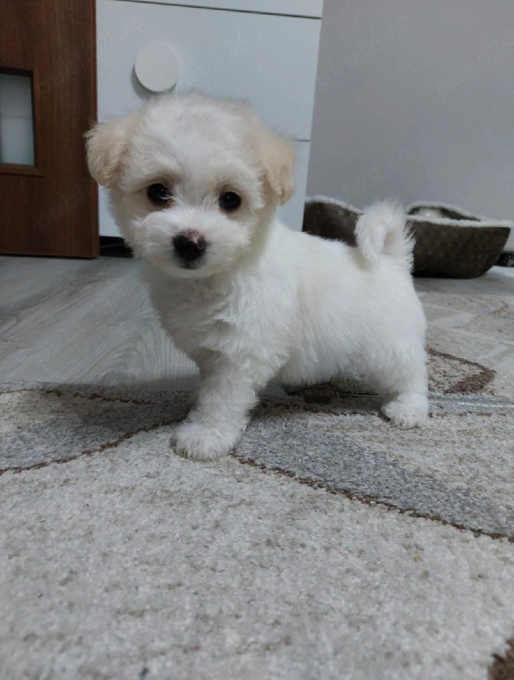 Bichon maltez mini toy 