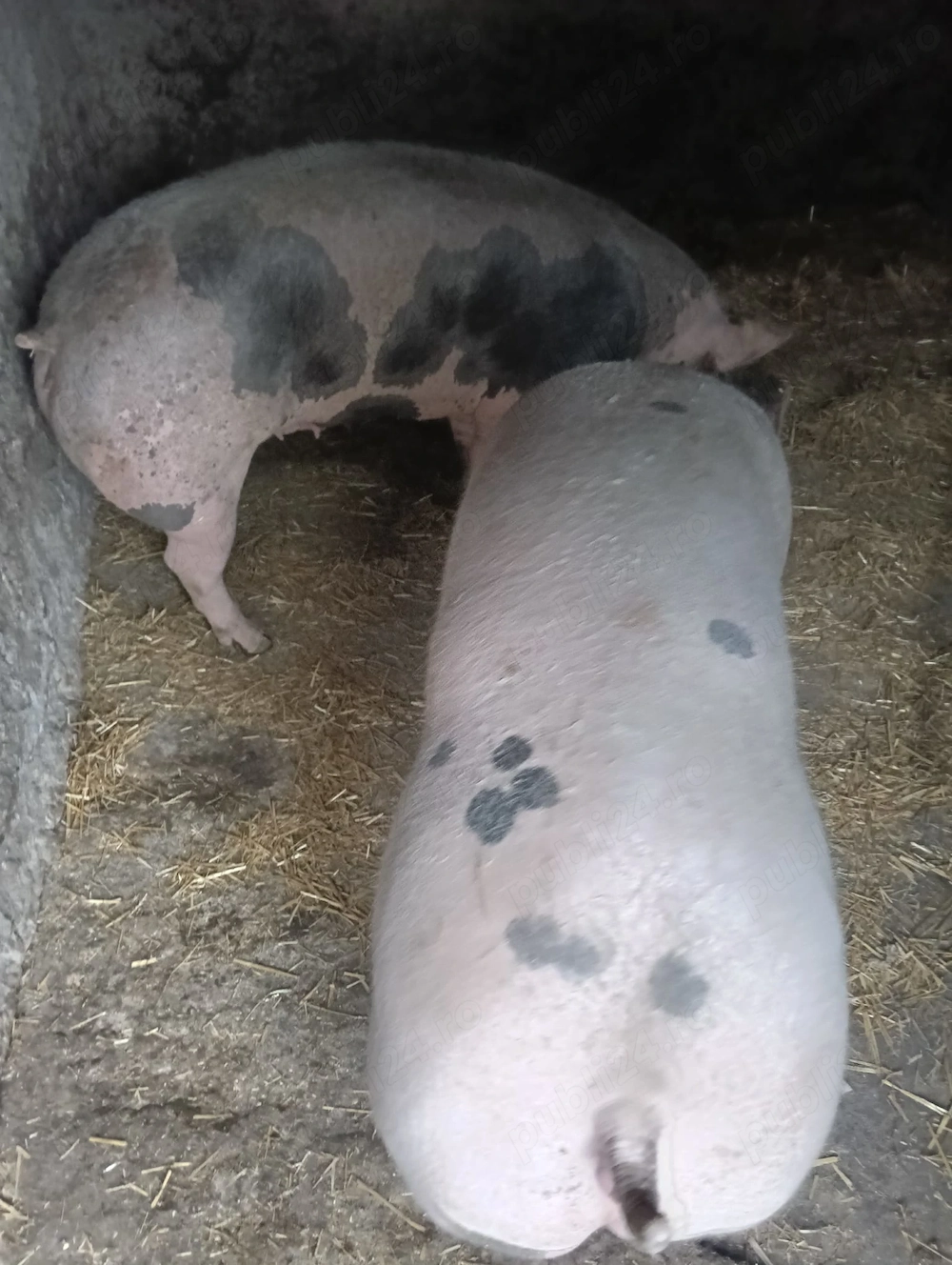 Porcii de vânzare