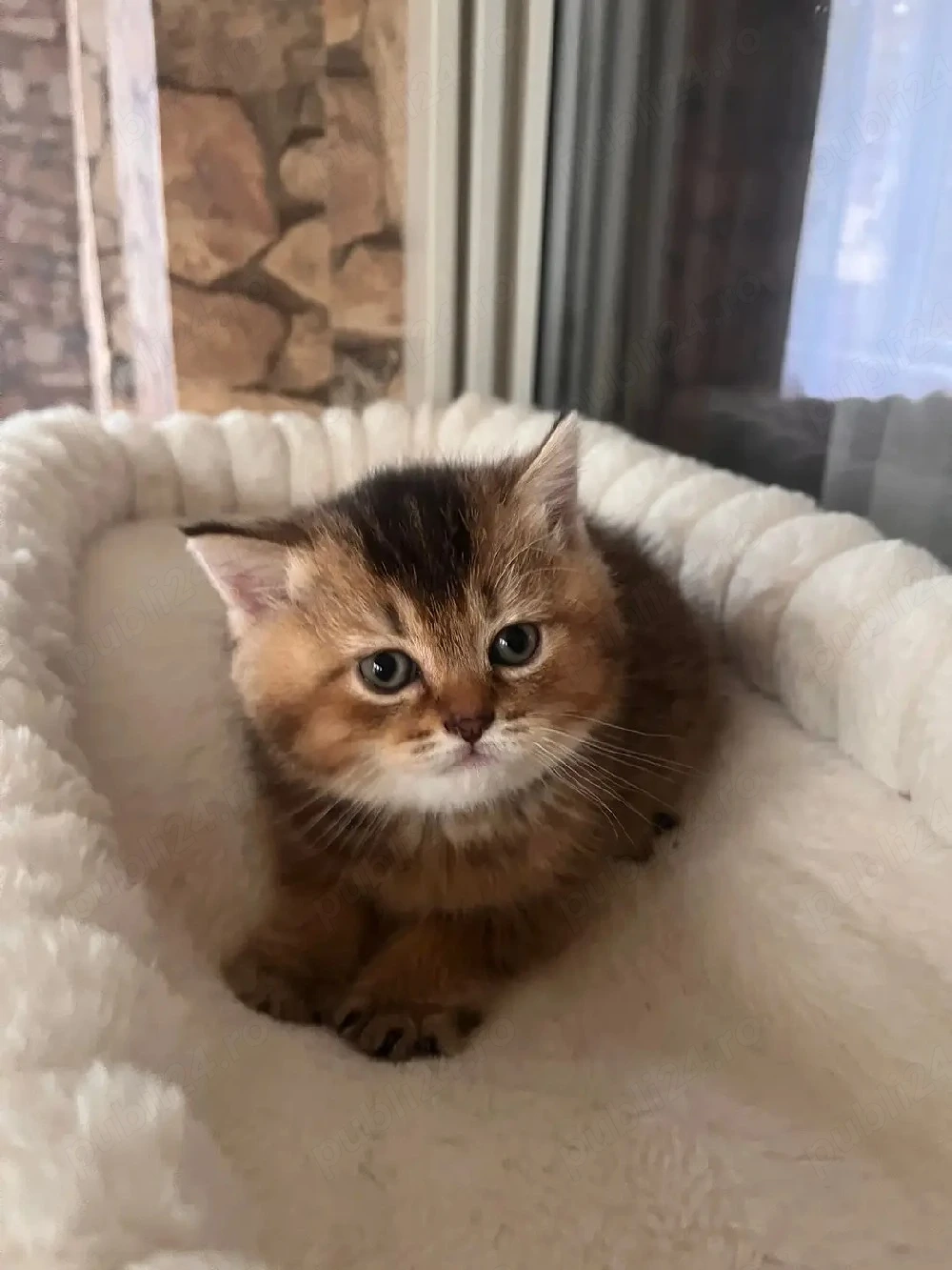 British shorthair golden 