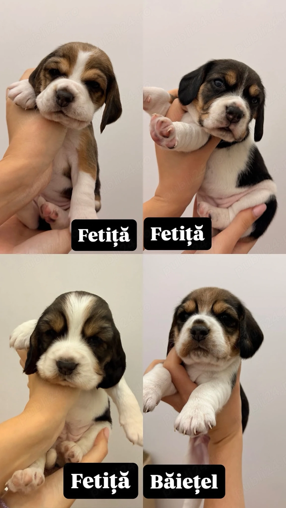 4 catei beagle