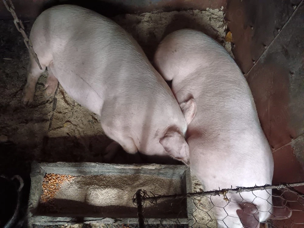 vand porci de taiat 