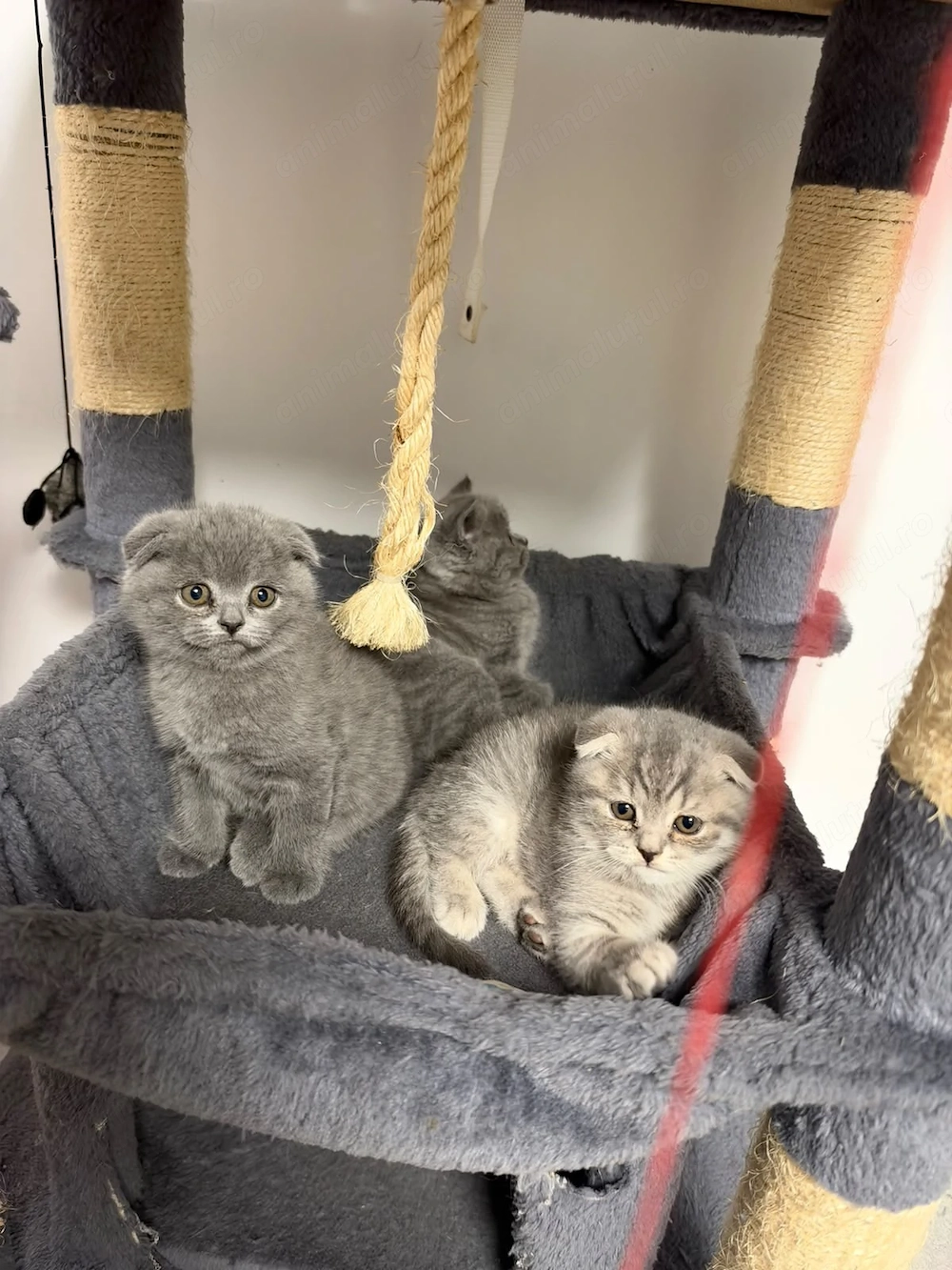 British Scottish Fold pui