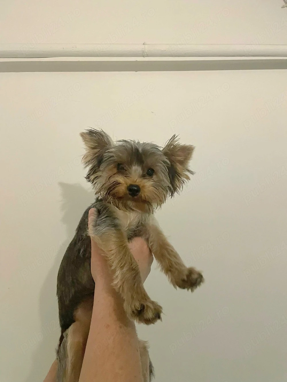 catel yorki
