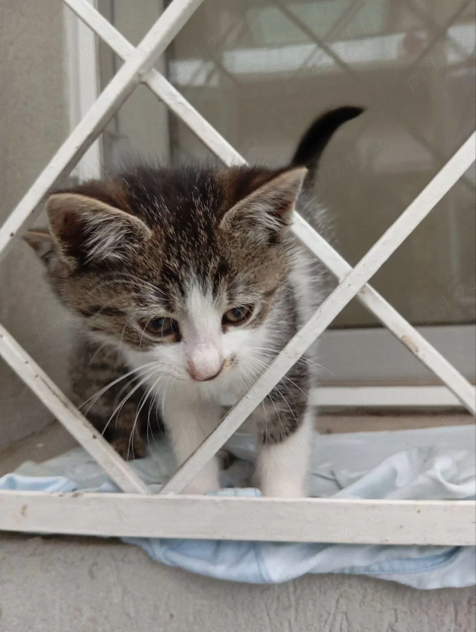 Pisicuta adoptie