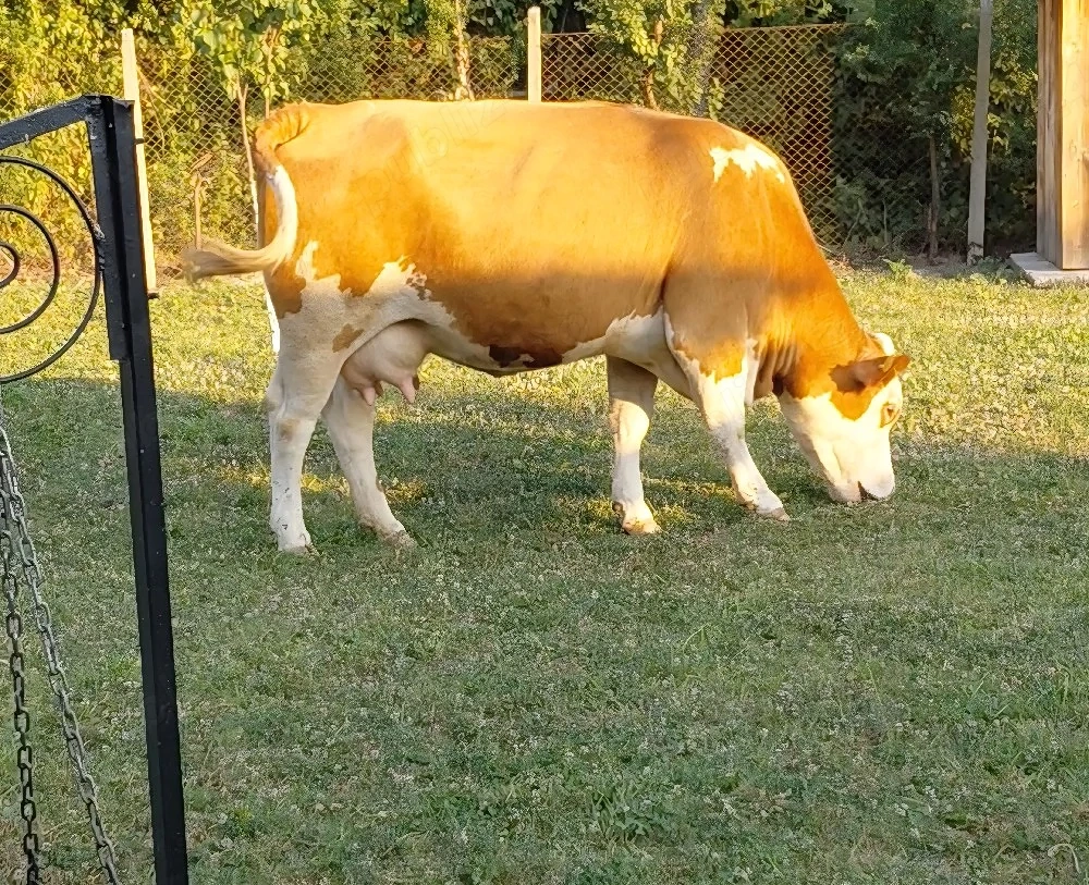 vand vaca baltata romanesca