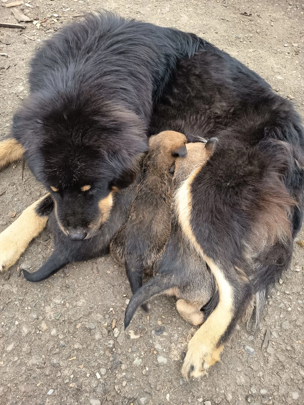 Puiuți metiși de Mastif Tibetan cu Ciobănesc Belgian 